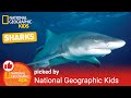 All About Sharks! | Nat Geo Kids Shark Playlist
