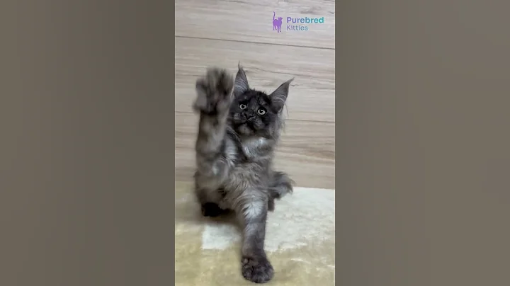 Video 11673781: coon kitten mainecoon, maine coon female kitten, black maine coon kitten, forest