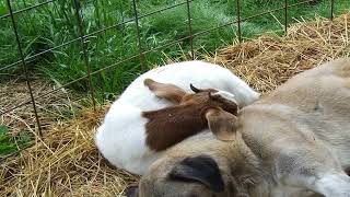 Anatolian Shepherd Dog Funny