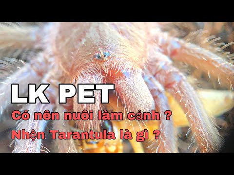 Video: Nhện Tarantula ở Nhà: ưu Và Nhược điểm