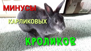 МИНУСЫ СОДЕРЖАНИЯ КАРЛИКОВЫХ КРОЛИКОВ | Почему не стоит заводить кролика | ТОП 5 МИНУСОВ МИНУСЫ СОДЕРЖАНИЯ КАРЛИКОВЫХ КРОЛИКОВ | Почему не стоит заводить кролика | ТОП 5 МИНУСОВ