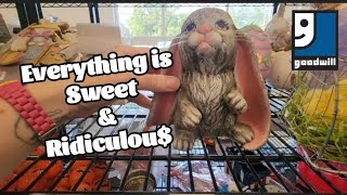 Everything is Sweet and Ridiculou - Shop Along With Me