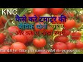 टमाटर की जैविक खेती कैसे करें ! चुने उन्नत किस्मे ! किसान नॉलेज सेंटर ! ट्रेनर बिकेश कुमार