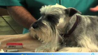 Willard Vet Tutorial: How to administer eye drops to your dog