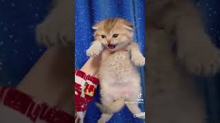 Precious happiness  #scottishfold #britishshorthair #kitten #cat #baby #cute