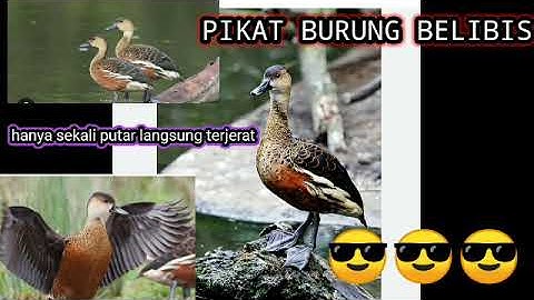 Hanya sekali putar langsung mendekat ( burung belibis)
