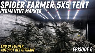 End of FLOWER - Spider Farmer 5x5 Tent Ep 6
