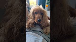 CUTE English Cocker Spaniel Robby #dog