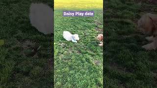 Daisy Play Date  #cavoodle #puppy #dog #cutepuppy #doggames #dogactivities #australia