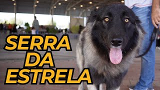 Cão Serra da Estrela - Criador Gonçalo Faias Afixo PAX STELLA by Pet's com Pinta 261 views 6 months ago 3 minutes, 37 seconds