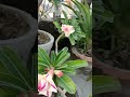 Multicolored Adenium Flower #shorts