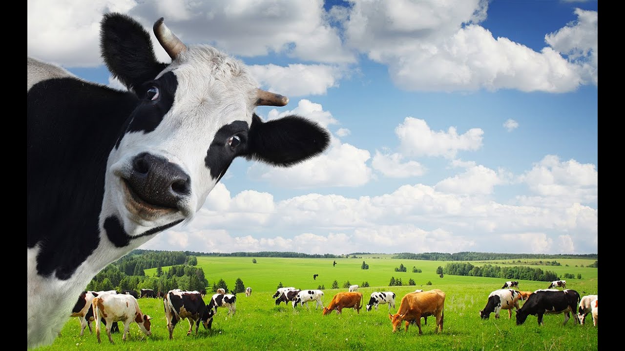 Cows Cows Cows Cows Cows Cows