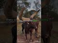 ANKOLE WATUSI CATTLE Biggest Bulls And Cow Cows Bulls Ankole 