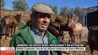 Arrieros de Sierra Morena, un oficio en extinción