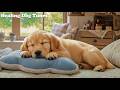 12 Hours Of Dog Calming Music 💤 Dog Anxiety Music - Anti Separation Anxiety Music For Dogs
