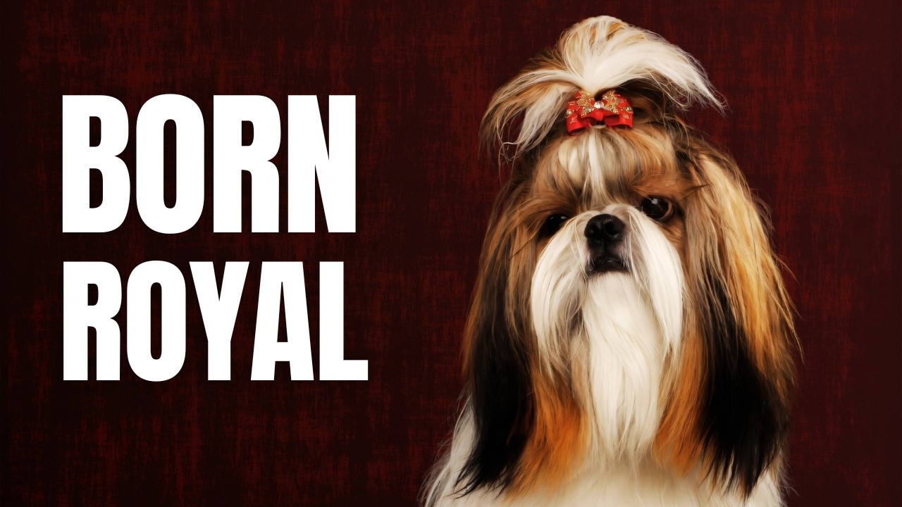 Behavior of Shih Tzu Dogs: Understanding Their Unique Traits