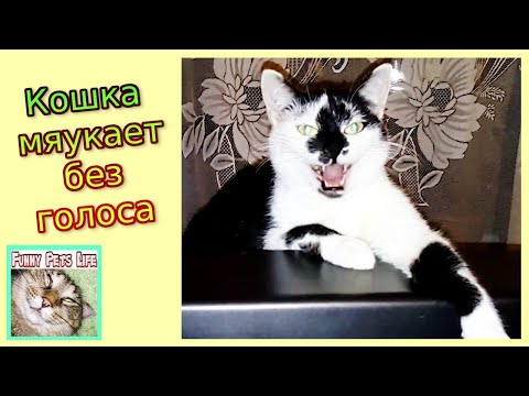 Кошка не умеет мяукать в голос. Кошка устала и у нее пропал голос.
