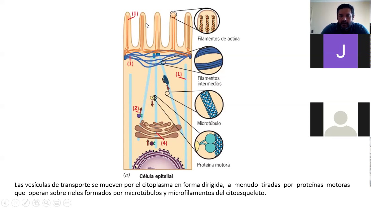 Lisosoma S1 YouTube