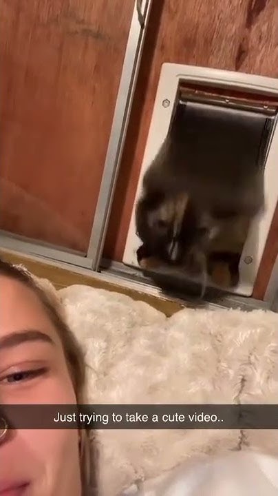 Распечатать котика с одеждой из тик тока. Распечатать котика с одеждой из тик тока