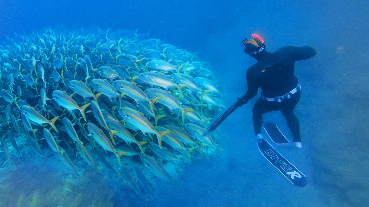 The LEDGE Of LIFE! ! Spearfishing REMOTE AUSTRALIA Islands | VENOMOUS Sea Snakes and Whales ￼!