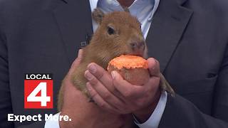 Legasea Aquarium, Reptarium in Utica welcomes capybaras