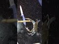 سمكة كابوريا سمكة كابوريا