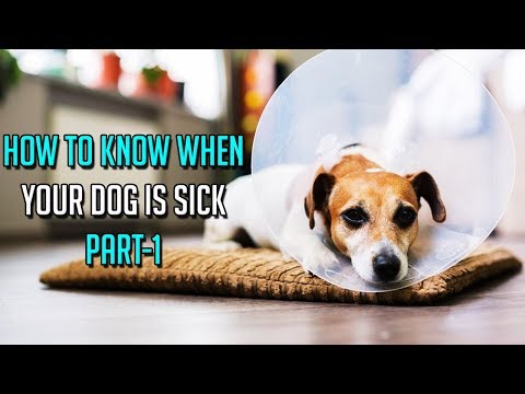 How To Know When Your Dog Is Sick || Part-1 || Evaluating Your Dog’s Appearance || Dog Facts