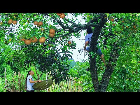 Pick the Pears from the Ancient Trees and Make Autumn Pear Paste｜Couple in Sichuan