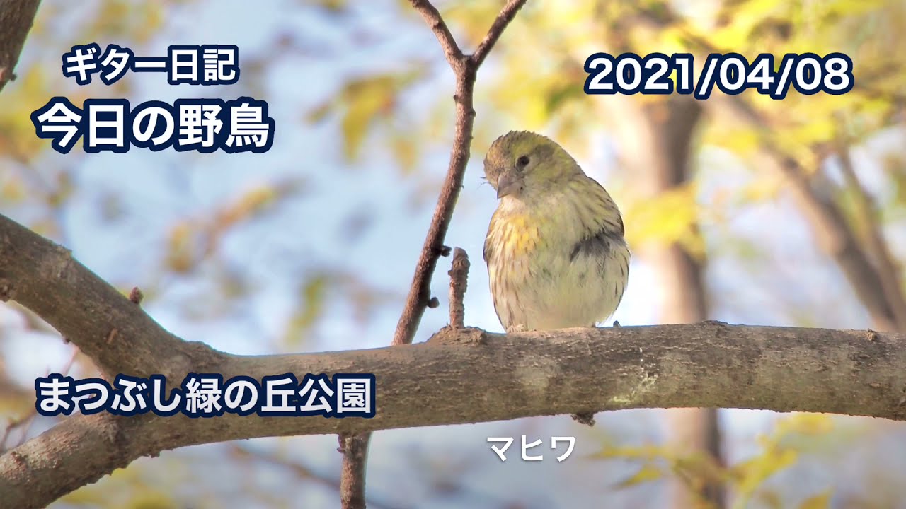 ギター日記 今日の野鳥 まつぶし緑の丘公園 21年4月8日 Youtube