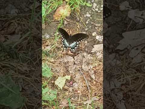 Spicebush Swallowtail (Papilio