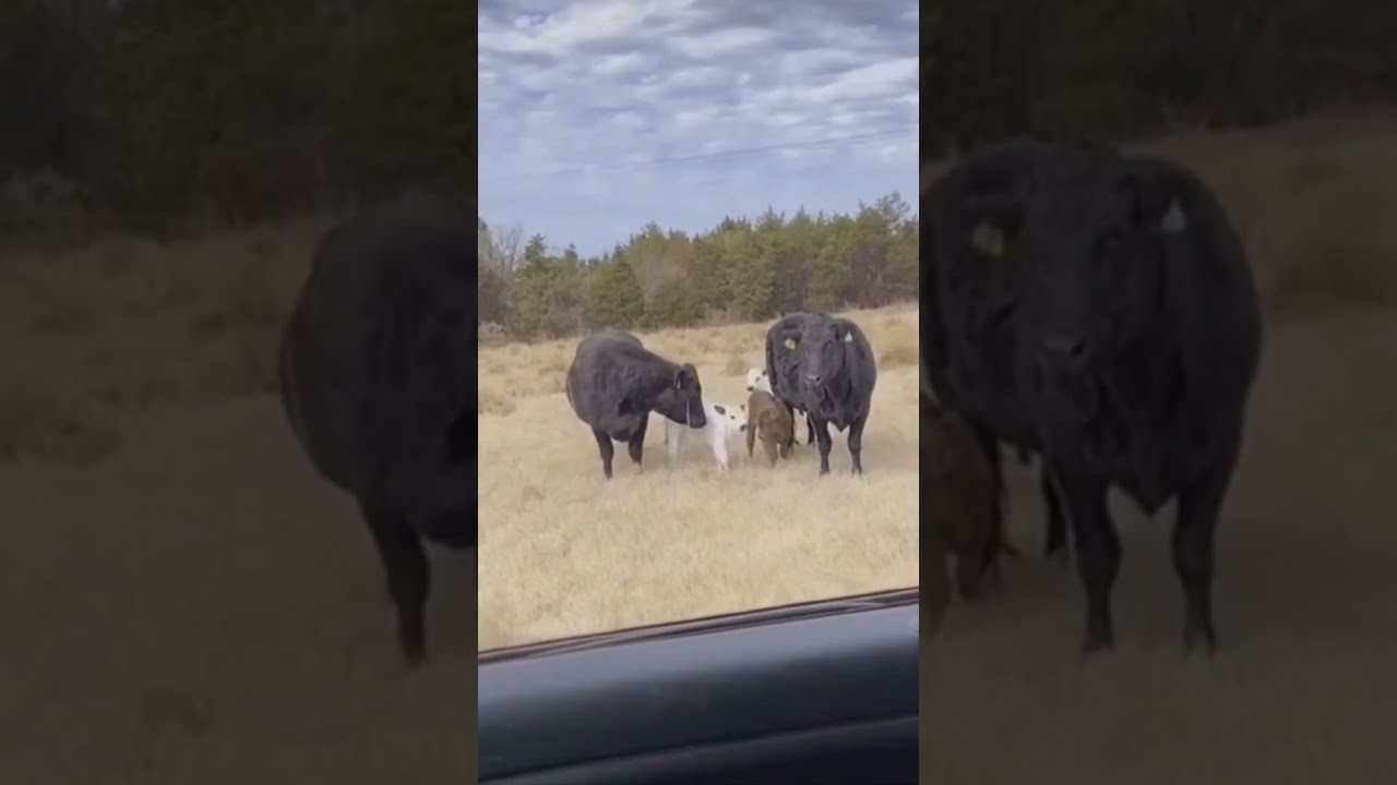 These Heffas Ain T Loyal Viral Cows Love Tiktokviral