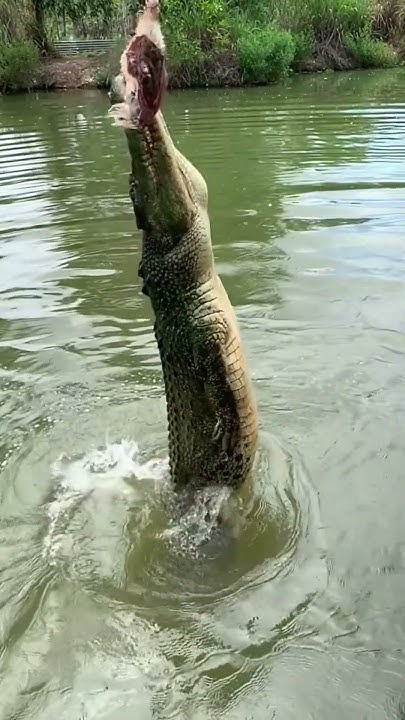 World's Most Aggressive Crocodiles - Saltwater Crocodile - YouTube
