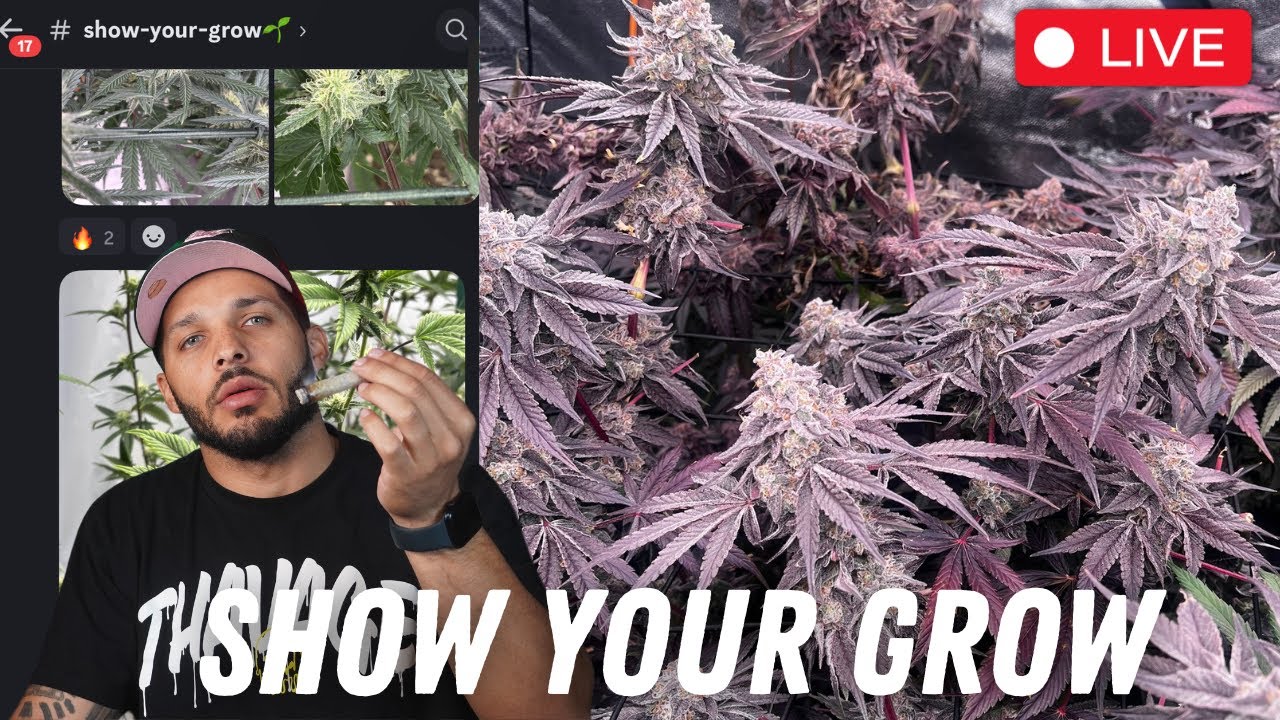 Smokin and Checking Out Your Grows