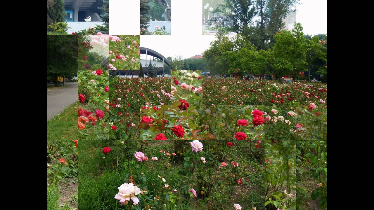 розарий в парке Глобы ...или розовые розы ...Светке Соколовой ...