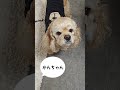 名前呼んでみた(コッカースパニエル)
