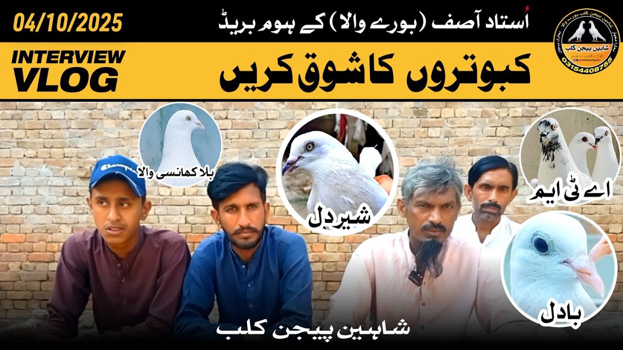 Ustad Asif Burewala Kay Home Breed Kabotar | Special Interview 4/10/2025 By Shaheen Pigeon Club 