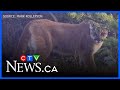 Cougar encounter: B.C. man says a cougar prowled for hours after spotting his pet dog