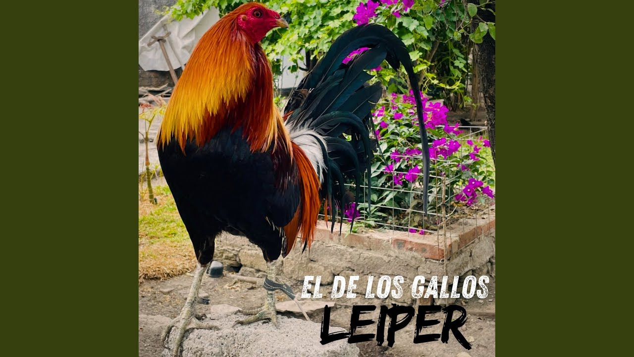 El De Los Gallos Leiper