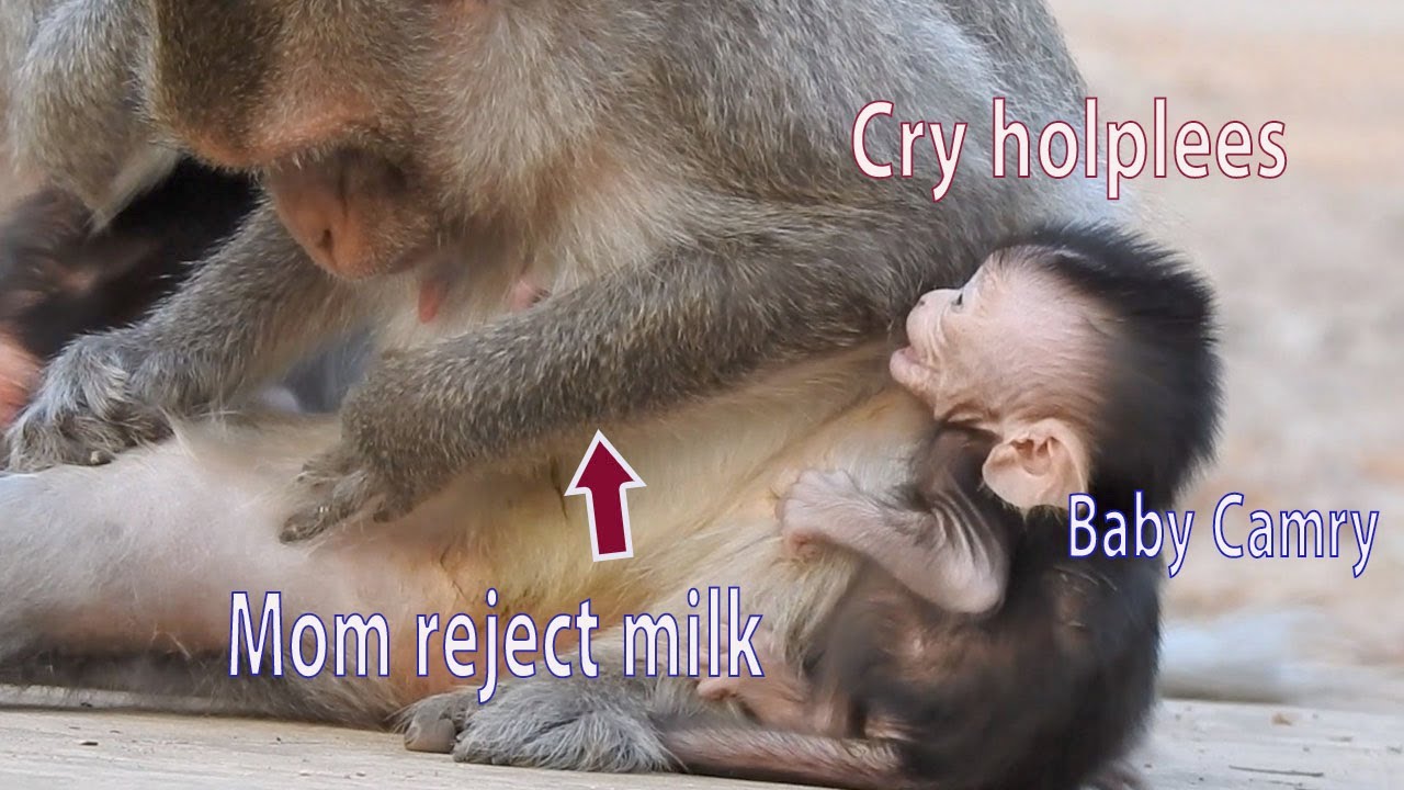 Baby Cry need milk...!! Look pity to poor baby Camry hungry but mom Camera want to reject milk