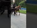 Коники у русі граційна пара тягне фіру сільською дорогою Horse Equestrian Stallion Литвинів 