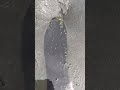 Tak disangka sangka,. Menemukan harta Karun emas sungai tersembunyi | gold mining #goldrush #viral