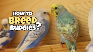 The Ultimate Guide to Budgie Colony Breeding: Tips and Tricks Revealed by Denny the Budgie 5,639 views 7 months ago 4 minutes, 21 seconds