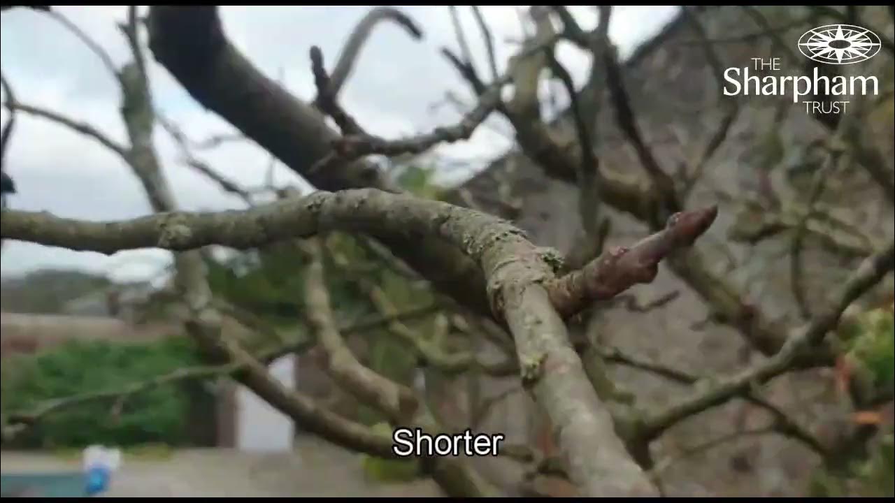 How to prune fruit trees in winter YouTube