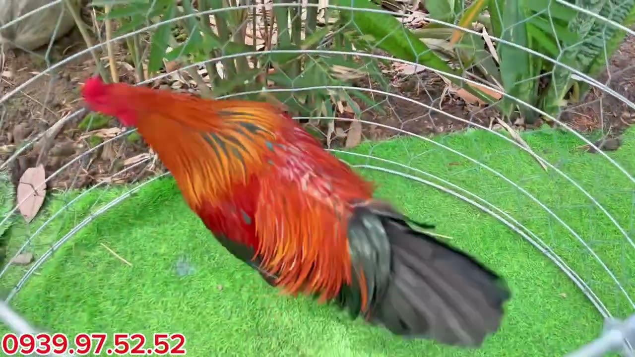 08/07..lên 2 em hàng VIP ae tham khảo..#dexuatyoutube #mientay #traigaduyenti #traigacongsoctrang