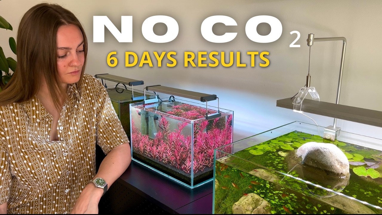 How I Got Red Plants in 6 Days (No CO2)