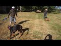 St Charles aggressive dog training Wagging Rights St Charles aggressive dog training Wagging Rights