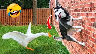 Funniest Videos 2023 🤣 Cute Cats and Funny Dogs 🐶😹 #21 by Happy Dog VN 27,489 views 1 year ago 8 minutes, 50 seconds