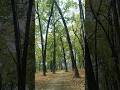 Peaceful Forest Walk 🌳🍃 Relax Your Mind in Nature #Shorts
