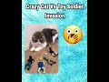 Crazy Cat Vs Toy Soldiers Invasion: Hilarious Feline Battle for Survival