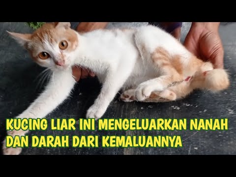 Video: Apa yang Menyebabkan Darah di Kucing?